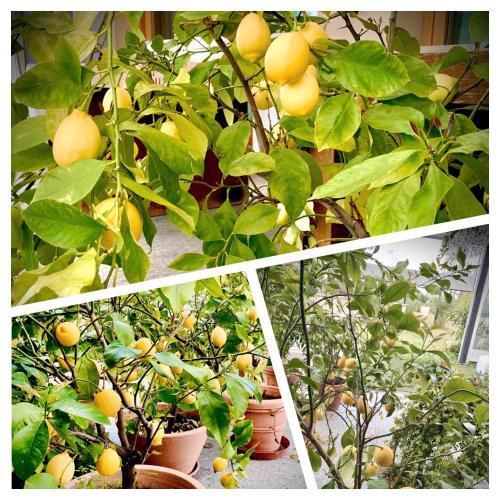 Relais Le Betulle Hotel Conegliano Bagian luar foto